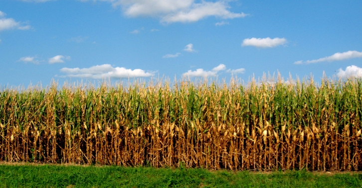 Fiera dell’Agricoltura: duecento espositori e un ricco programma