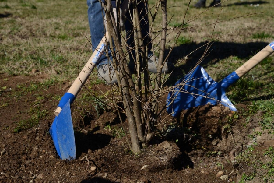 Un albero anche per Valeria Solesin nel  Giardino dei Giusti